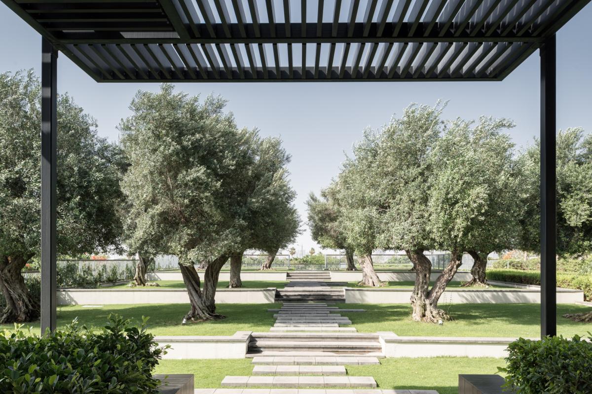 Garden path lined with olive trees, Oberoi Resort, Ajman